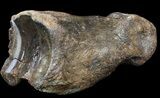 Ice Age Bison Metatarsal (Toe Bone) - North Sea Deposits #43145-1